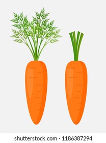 Fresh carrot on white background. Vector illustration