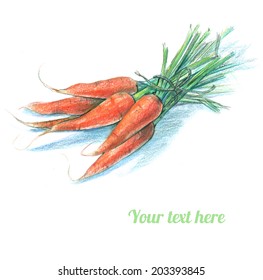 Fresh carrot on white background. Hand-drawn illustration. 