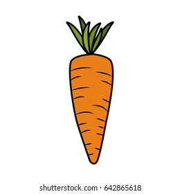 fresh carrot organ vegetable food