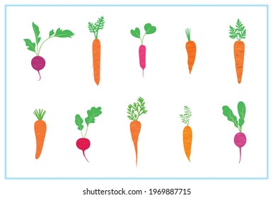 fresh carrot and radish graphic vector collection set