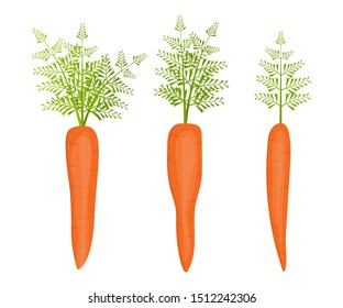 Fresh carrot vector design illustration isolated on white background
