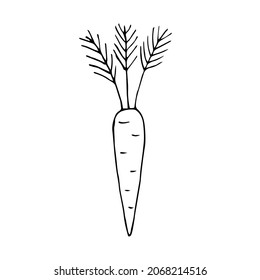 Fresh carrot vector illustration, hand drawing doodle