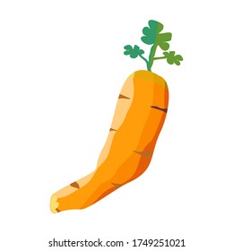 
Fresh carrot vector with white background