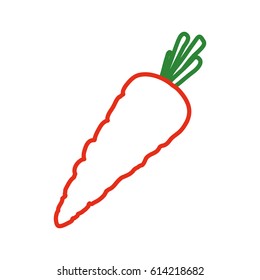 fresh carrot vegetable