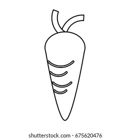 Fresh carrot vegetable