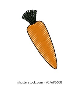 Fresh carrot vegetable