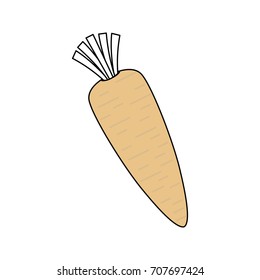Fresh carrot vegetable