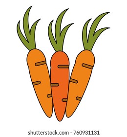 Fresh carrot vegetable