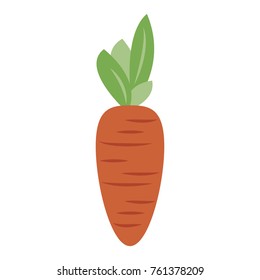 Fresh carrot vegetable