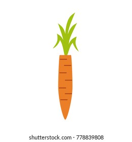Fresh carrot vegetable