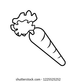 fresh carrot vegetable icon