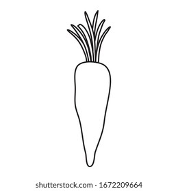 fresh carrot vegetable isolated icon vector illustration design