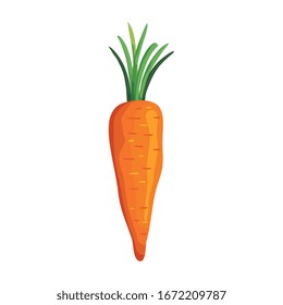 fresh carrot vegetable isolated icon vector illustration design