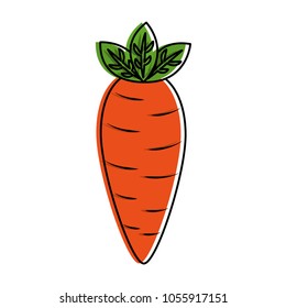 fresh carrot vegetable nutrition healthy lifestyle food