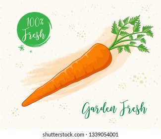 Fresh Carrot vegetable vector illustration 