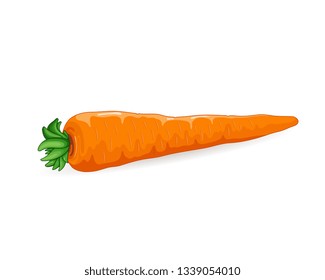 Fresh Carrot vegetable vector illustration