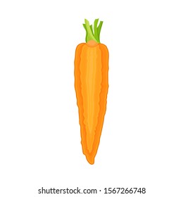 Fresh Carrot Vertical Halved Section Vector Element