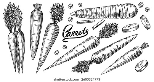 Fresh carrots collection. Healthy eco Hand drawn tasty vegetables for food store or farm market with plants. Slices and pieces in engraved old traditional style