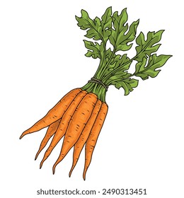 Fresh carrots detailed logotype colorful with bunch healthy vegetables with green tails for making delicious juice and salad vector illustration