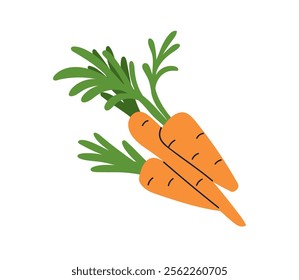 Fresh carrots with green leaf tops. Crunchy orange root vegetables, vitamin farm crop, fresh carotene food. Organic healthy natural harvest. Flat vector illustration isolated on white background