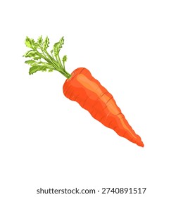 fresh carrots with leaves without background