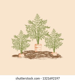 
Fresh carrots on a garden bed. Vector vintage illustration. Color sketch.