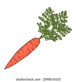 Fresh carrots on a white background. Vegetable agriculture. Delicious and healthy food. Natural ingredient for dishes. Vector isolated art illustration hand drawn