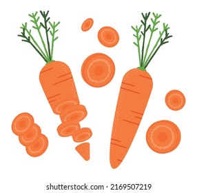 fresh carrots. Vector illustration of whole carrots and carrot slices.