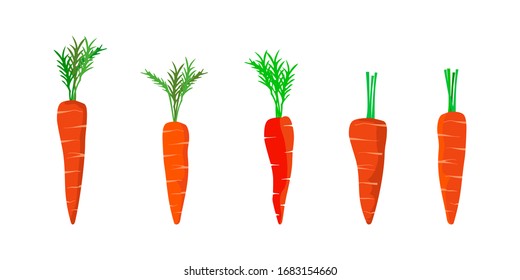 Fresh carrots vector set, various kinds of carrot shapes with colors