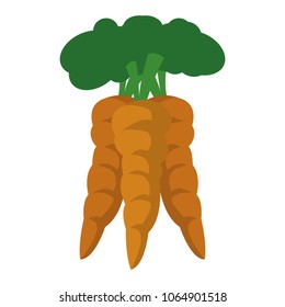 Fresh carrots vegetable