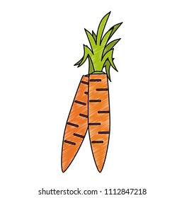 Fresh carrots vegetable scribble