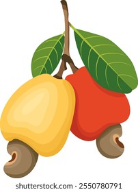 Frutas de caju frescas com Branch e folhas Ilustração isolada no fundo branco