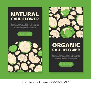 Fresh Cauliflower Banner Design with Brassica Vegetable Head Vector Template