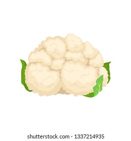 Fresh cauliflower concept. Organic food concept. Vector illustration.