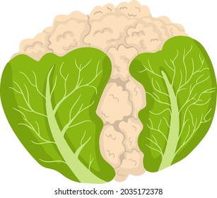 Fresh cauliflower hand-drawn vector illustration. Vegatarian and diet cauliflower. Fresh and organic food. Vegetarian ingredient for salad	