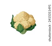 Fresh Cauliflower Vegetable with Green Leaves Isolated on White Background