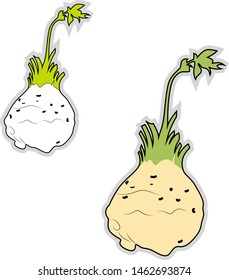Fresh celeriac, illustration, vector on white background.