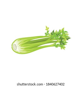 Fresh celery bunch. Cartoon style farm fresh vegetable drawing. Natural eco food, dieting. Vector illustration isolated on white background.