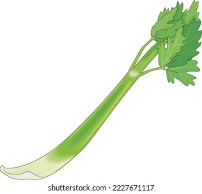 Fresh Celery Stalk Vector Illustration