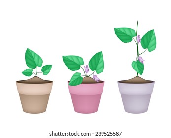 Fresh Centrosema Pubescens Plant with Blossoms and Green Leaves in Terracotta Flower Pots, Good Source of Dietary Fiber, Vitamins and Minerals. 