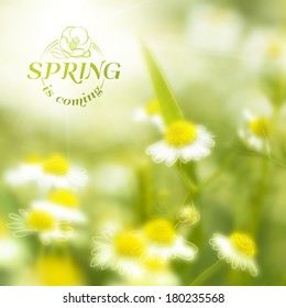 Fresh chamomile, spring background. Vector illustration.