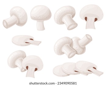 Fresh champignon set. Ripe vegetable mushroom to eating, vegetarian gourmet.