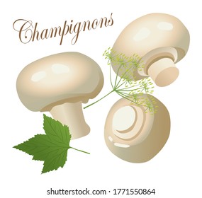 Fresh Champignons and
greens for pickling. Mushrooms Champignons on a white background. Vector illustration.