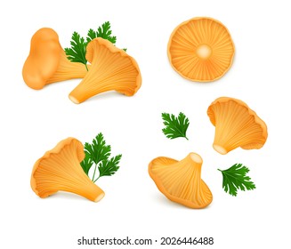 Fresh chanterelle mushrooms with green leaves of parsley isolated on white background. Realistic vector illustration. 