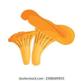 Fresh chanterelle mushrooms Hand drawn trendy flat style isolated icon. Edible fungi chanterelle, Yellow mushrooms. Vector illustration