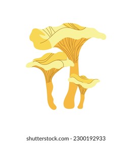 Fresh chanterelle mushrooms isolated on white background. Vector illustration.