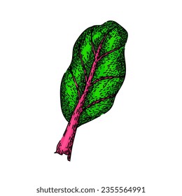 fresh chard hand drawn. green beet, bunch spinach, leaves illustration fresh chard vector sketch. isolated color illustration