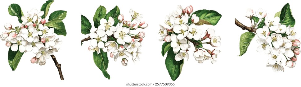 Fresh cherry branch with white and pink flowers isolated on white background. Hand drawn watercolor illustration vector 
