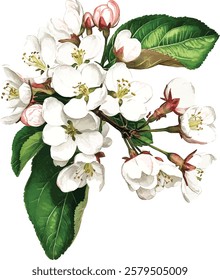 Fresh cherry branch with white and pink flowers isolated on white background. Hand drawn watercolor illustration vector 

