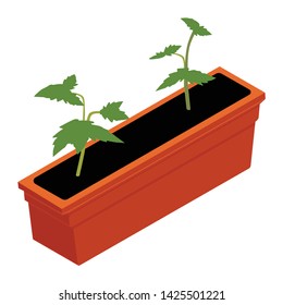 Fresh cherry tomato seedling in a plastic tray isometric view isolated on white background
